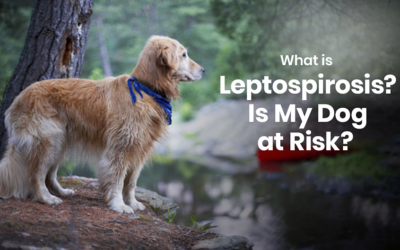 Leptospirosis