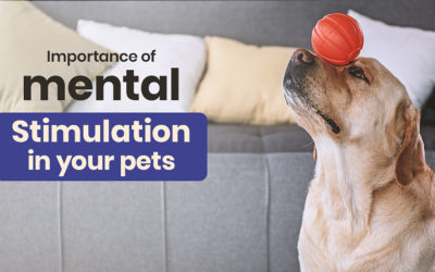 Importance of Mental Stimulation in Your Pets