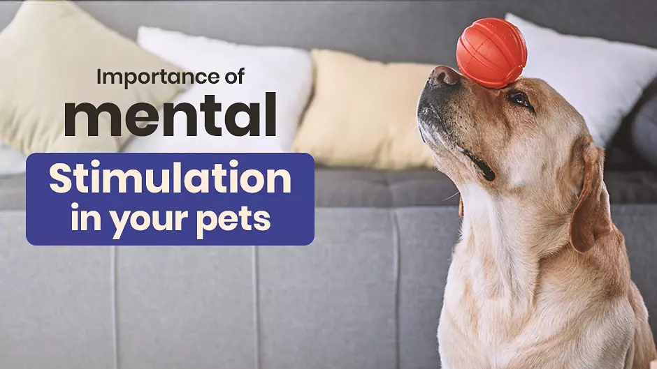 Importance of Mental Stimulation in Your Pets