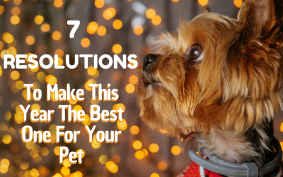 7 Resolutions to Make this New Year the Best One Yet for Your Pet