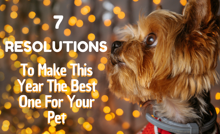 7 Resolutions to Make this New Year the Best One Yet for Your Pet