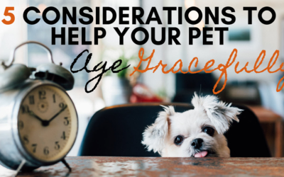 5 Considerations to Help Your Pet Age Gracefully