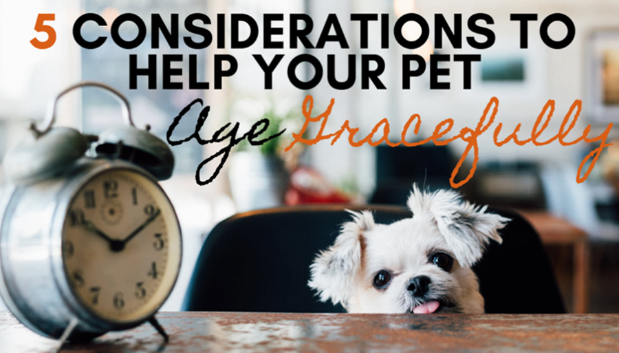 5 Considerations to Help Your Pet Age Gracefully