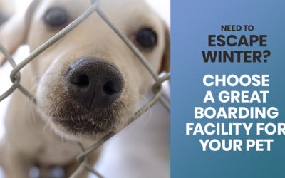 Need to Escape Winter? Choose a Great Boarding Facility for Your Pet