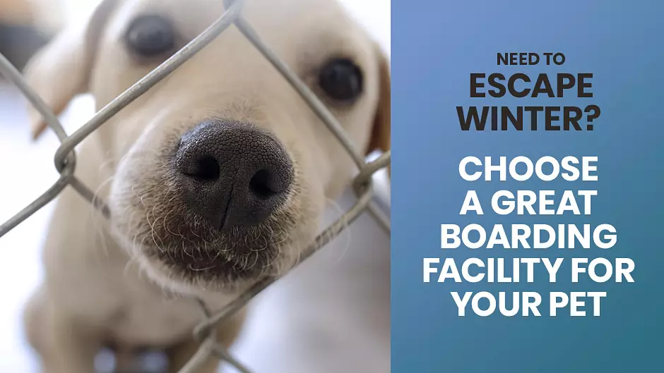 Need to Escape Winter? Choose a Great Boarding Facility for Your Pet
