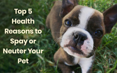 Top 5 Health Reasons to Spay or Neuter Your Pet