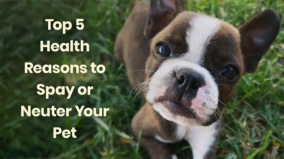 Top 5 Health Reasons to Spay or Neuter Your Pet