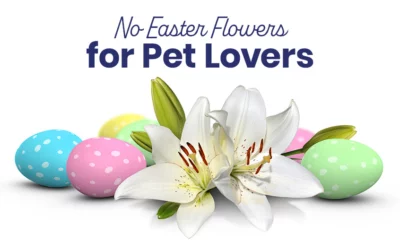 No Easter Flowers for Pet Lovers