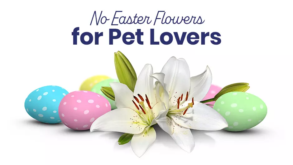 No Easter Flowers for Pet Lovers