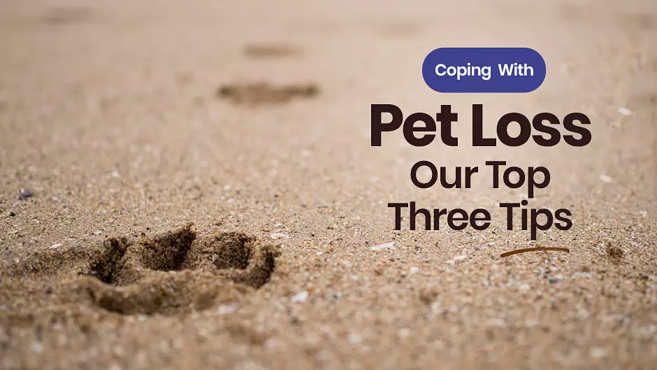 Coping With Pet Loss: Our Top Three Tips