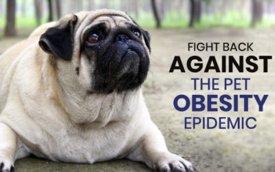 Fight Back Against the Pet Obesity Epidemic