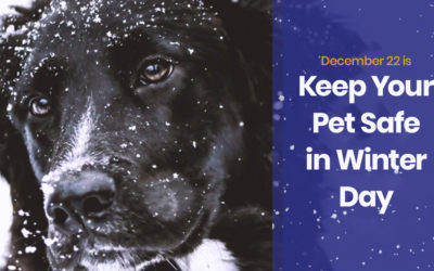 December 22 is Keep Pets Safe in Winter Day