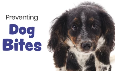 Preventing Dog Bites