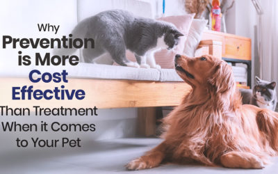 Why Prevention is More Cost Effective than Treatment When it Comes to Your Pet