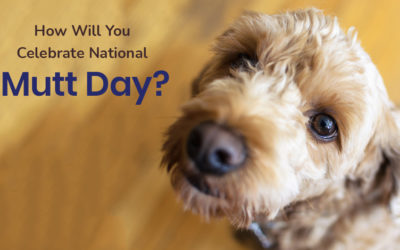 How Will You Celebrate National Mutt Day?