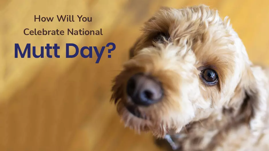 How Will You Celebrate National Mutt Day?