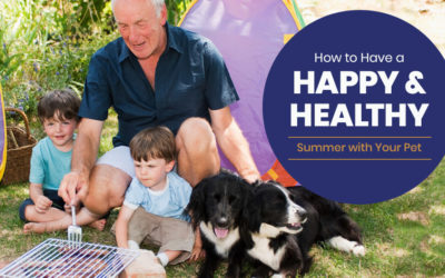 How to Have a Happy and Healthy Summer with Your Pet