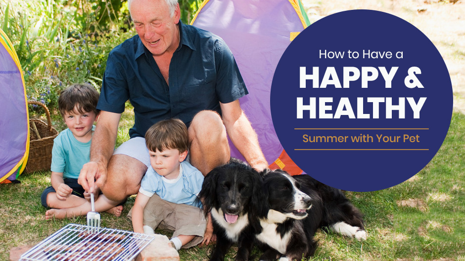 How to Have a Happy and Healthy Summer with Your Pet