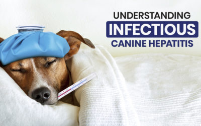 Understanding Infectious Canine Hepatitis