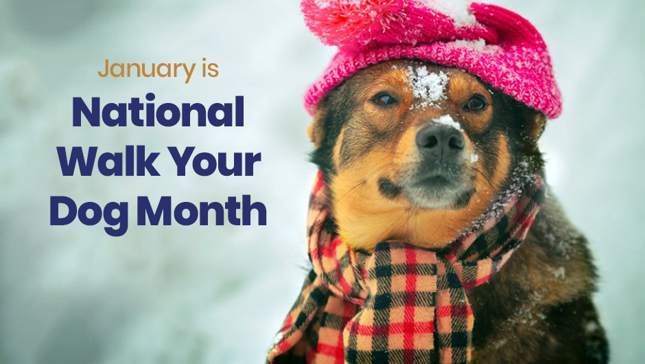 January is National Walk Your Dog Month