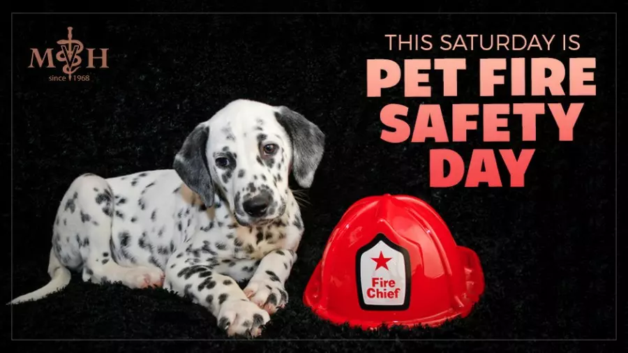 This Saturday is Pet Fire Safety Day