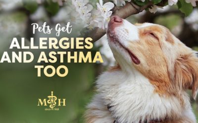 Pets Get Allergies and Asthma Too