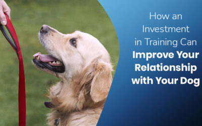 How an Investment in Training Can Improve Your Relationship with Your Dog