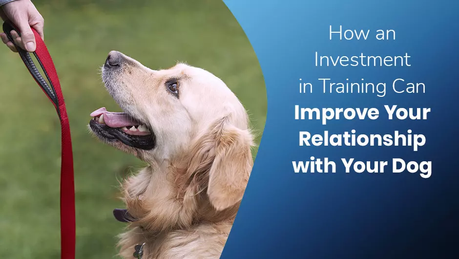 How an Investment in Training Can Improve Your Relationship with Your Dog