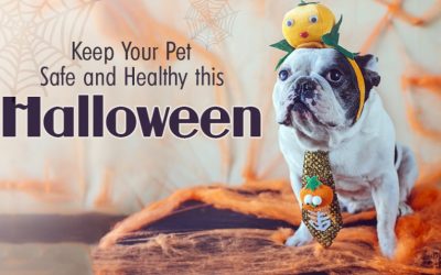 Keep Your Pet Safe and Healthy This Halloween