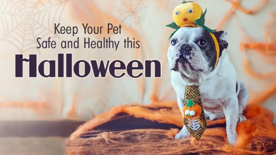 Keep Your Pet Safe and Healthy This Halloween