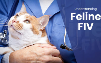 Understanding Feline FIV