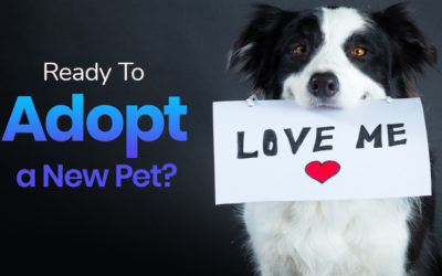 Are You Ready to Adopt a New Pet?