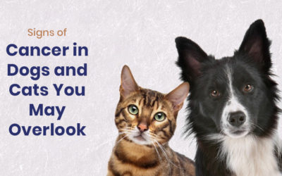 Signs of Cancer in Dogs and Cats You May Overlook