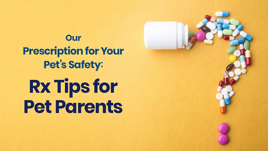 Our Prescription for Your Pet's Safety: Rx Tips for Pet Parents