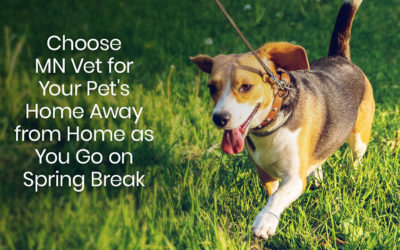 Choose MN Vet for Your Pet’s Home Away from Home as You Go on Spring Break