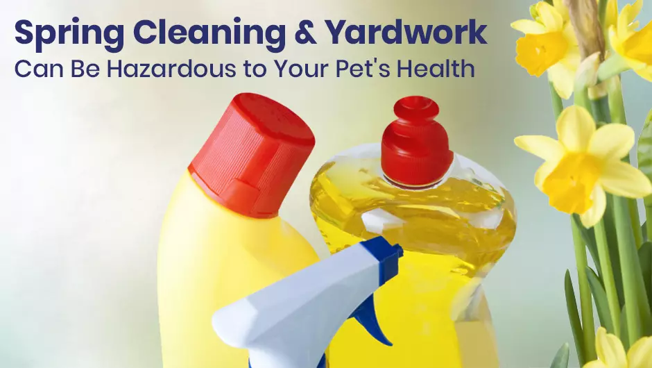 Spring Cleaning and Yardwork Can Be Hazardous to Your Pet’s Health