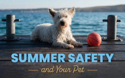 Summer Safety and Your Pet