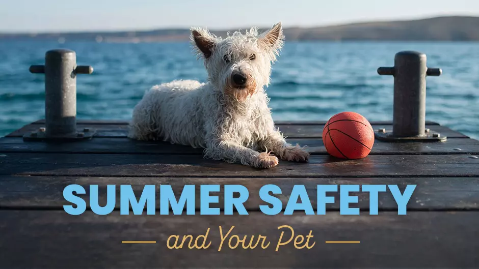 Summer Safety and Your Pet