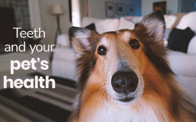 Teeth & Your Pet’s Health