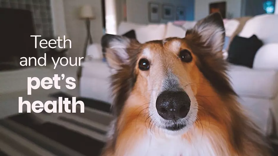 Teeth & Your Pet’s Health