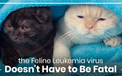 The Feline Leukemia Virus Doesn’t Have to Be Fatal