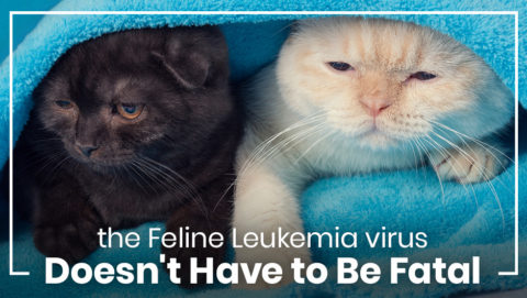The Feline Leukemia Virus Doesn't Have to Be Fatal - Minnesota ... - Feline Leukemia Virus Carrier Treatment Options