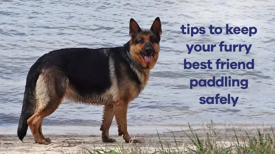 Tips to Keep Your Furry Best Friend Paddling Safely