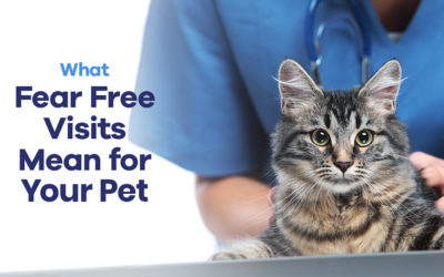 What Fear Free Visits Mean for Your Pet