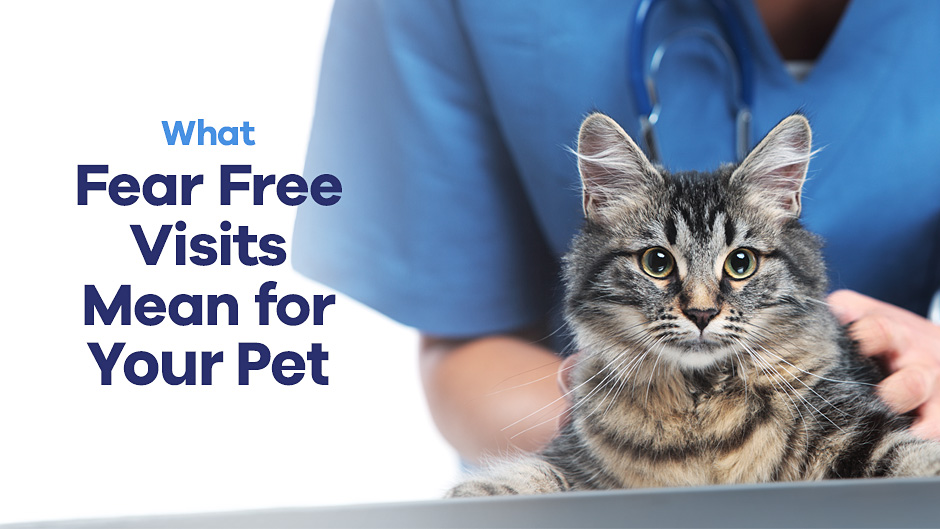 What Fear Free Visits Mean for Your Pet