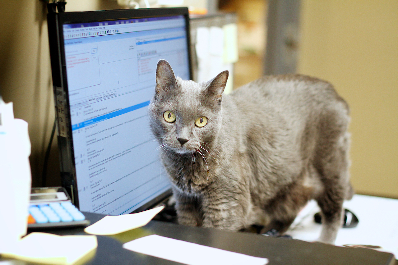 cat at desk
