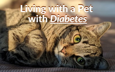 Living with a Pet with Diabetes