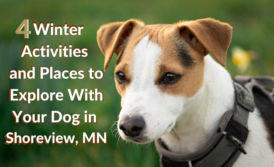 4 Winter Activities and Places to Explore With Your Dog in Shoreview, MN