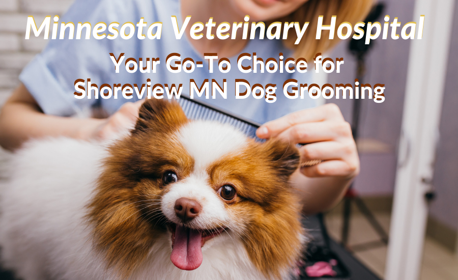 Minnesota Veterinary Hospital: Your Go-To Choice for Shoreview MN Dog Grooming