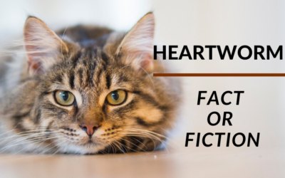 Heartworm: Fact or Fiction